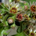 Sempervivum montanum Flor