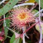 Eucalyptus caesia Flor