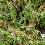 Cuscuta europaea Habit