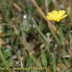 Crepis suffreniana Λουλούδι