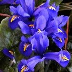 Iris reticulata Flor