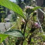 Lantana trifolia Habit