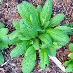 Primula bulleyana অভ্যাস