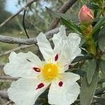 Cistus ladanifer Flor