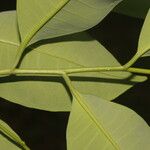 Aspidosperma megalocarpon Leaf