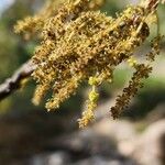 Quercus brantii Flor