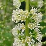 Itea ilicifolia Кветка