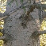 Abies pinsapo Bark