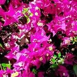 Bougainvillea glabraFlors