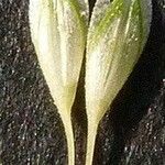 Phalaris paradoxa その他の提案