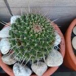 Mammillaria winterae Bark