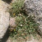 Hypochaeris robertia Hábito