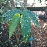 Begonia coccinea Лист