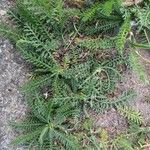 Achillea millefolium葉