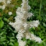 Astilbe × rosea