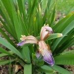 Iris foetidissimaЦвят