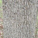 Quercus alba Bark