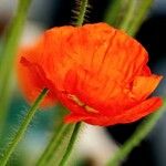 Papaver argemone Blomst