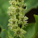 Phytolacca octandra Blomst