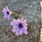 Catananche caerulea花