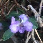 Viola arborescens Fiore