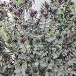 Hebe andersonii Hoja