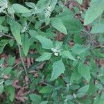 Chenopodium berlandieri Foglia