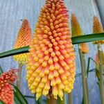 Kniphofia linearifolia