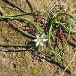 Romulea columnae Habitus