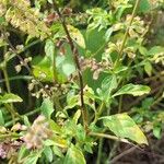Ocimum carnosum Frunză