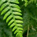 Pteridium aquilinum Folla