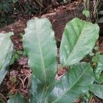 Trilepisium madagascariense Jani