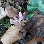 Cyclamen coum Λουλούδι