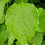 Philadelphus inodorus Blad