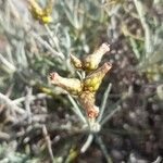Phagnalon sordidum Blüte