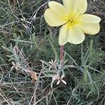 Oenothera drummondii Іншае