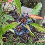 Viburnum nudum Owoc