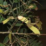 Machaerium biovulatum Fruit