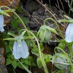 Codonopsis clematidea Blüte