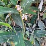 Alpinia zerumbet 整株植物