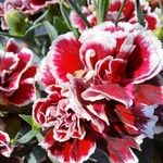 Dianthus caryophyllus Květ