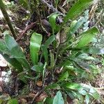 Antrophyum boryanum Otro