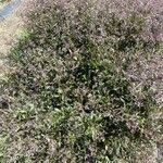 Ayapana triplinervis Habit