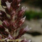 Saxifraga florulenta Gyümölcs