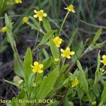 Ranunculus ophioglossifolius Libunga