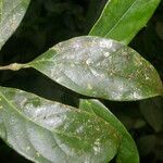Ocotea meziana Hoja