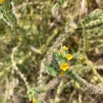 Amsinckia menziesii Flower