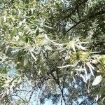 Elaeagnus angustifolia Lorea