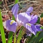 Iris unguicularis Cvet