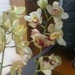 Cymbidium devonianumKvet